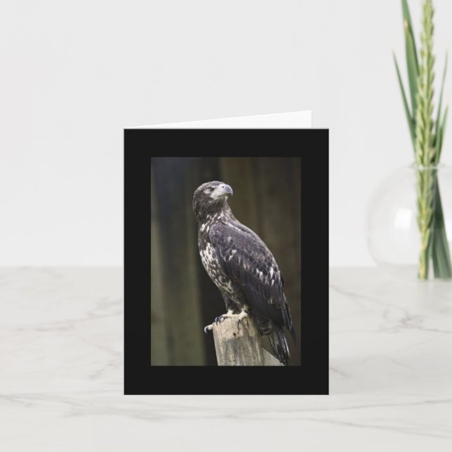 Bald Eagle Photo Folded Note Card (Front)