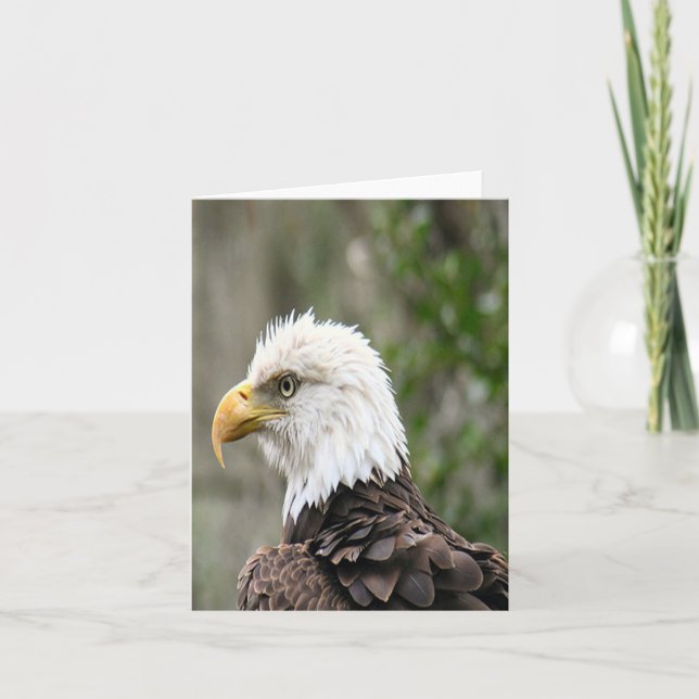 Bald Eagle Photo Folded Note Card (Front)