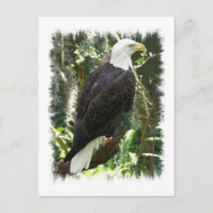 Bald Eagle Photo Postcard