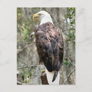 Bald Eagle Photo Postcard