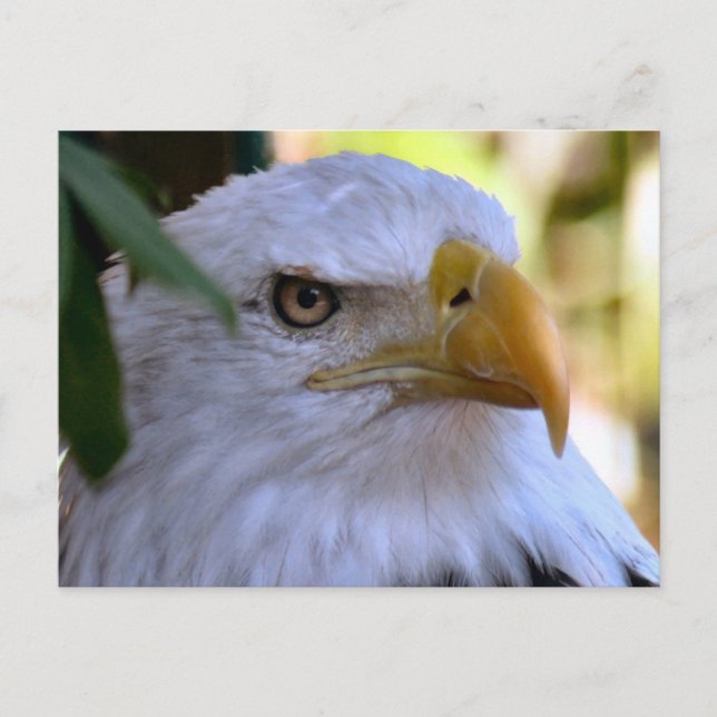 Bald Eagle Photo Postcard (Front)