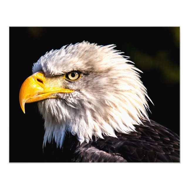 Bald Eagle  Photo Print (Front)