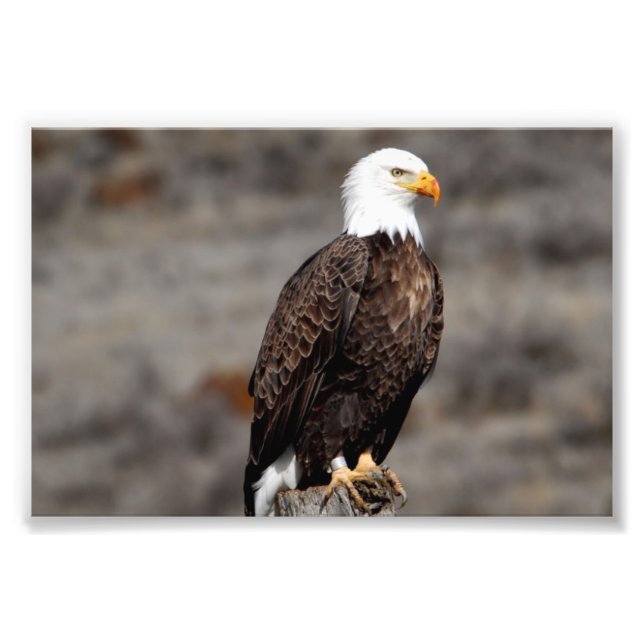 Bald Eagle Photo Print (Front)