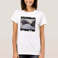 Bald Eagle Photography Filmstrip Frame Wildlife