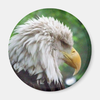 Bald Eagle Photography Magnet