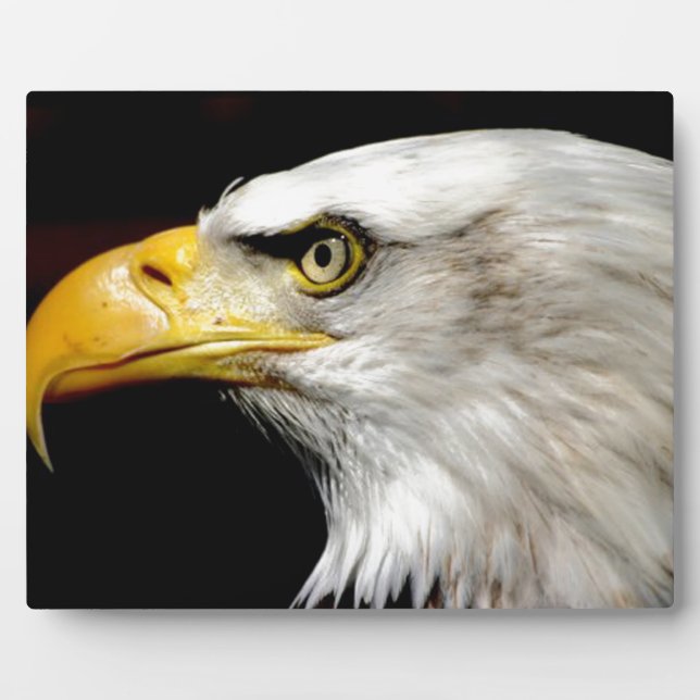 Bald Eagle Plaque (Front)