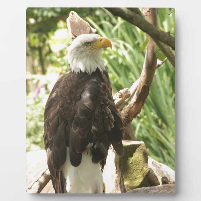 Bald Eagle Plaque (Front)