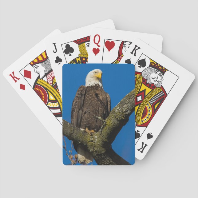 Bald Eagle Playing Cards (Back)