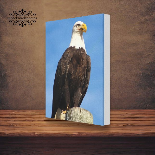 Bald Eagle Portrait Canvas Wrap Print (Creator Uploaded)
