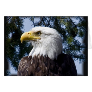 Bald Eagle Portrait - Card