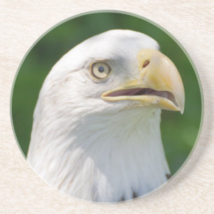Bald Eagle Portrait Coaster