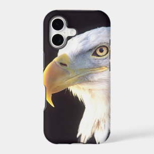 Bald Eagle Portrait, Haliaeetus leucocephalus,
