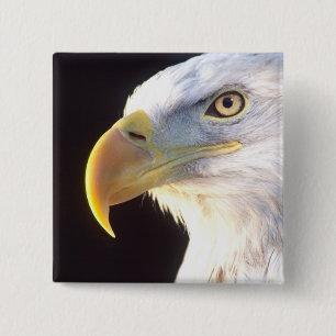 Bald Eagle Portrait, Haliaeetus leucocephalus, 15 Cm Square Badge