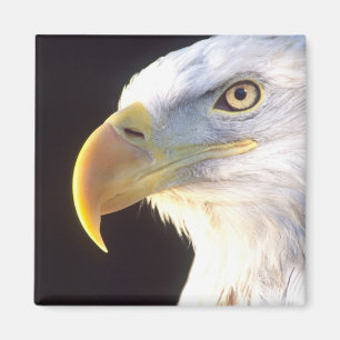 Bald Eagle Portrait, Haliaeetus leucocephalus, Magnet