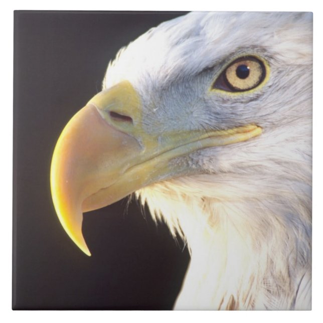 Bald Eagle Portrait, Haliaeetus leucocephalus, Tile (Front)