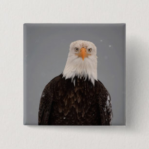 Bald Eagle Portrait in the Snow, Haliaeetus 15 Cm Square Badge