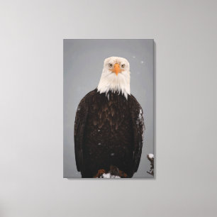 Bald Eagle Portrait in the Snow, Haliaeetus Canvas Print