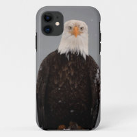Bald Eagle Portrait in the Snow, Haliaeetus