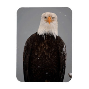 Bald Eagle Portrait in the Snow, Haliaeetus Magnet