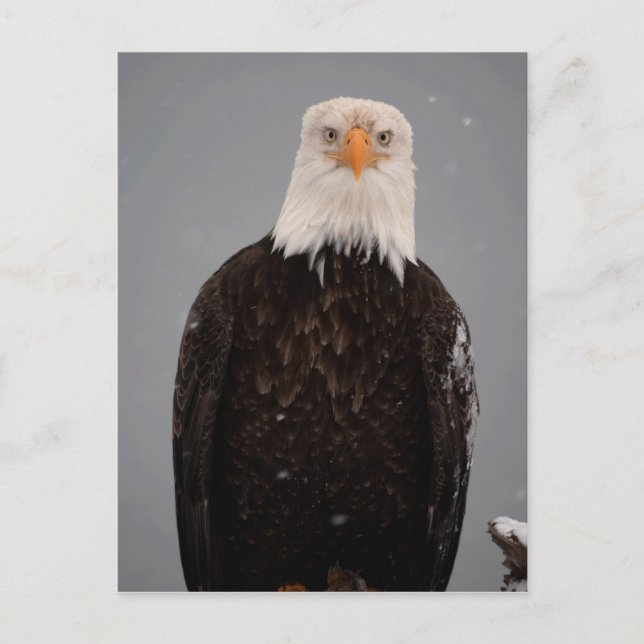 Bald Eagle Portrait in the Snow, Haliaeetus Postcard (Front)
