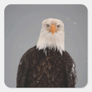 Bald Eagle Portrait in the Snow, Haliaeetus Square Sticker
