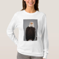 Bald Eagle Portrait in the Snow, Haliaeetus