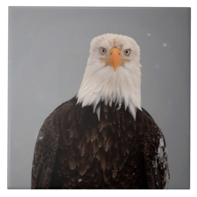 Bald Eagle Portrait in the Snow, Haliaeetus Tile (Front)