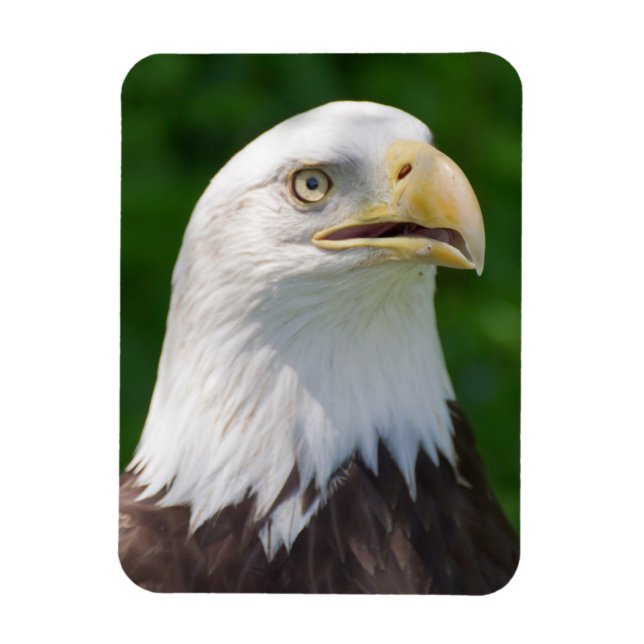 Bald Eagle Portrait Magnet (Vertical)