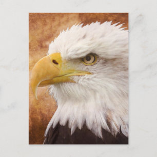 Bald Eagle Portrait Postcard