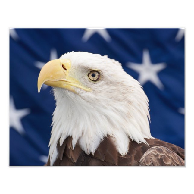 Bald Eagle Portrait with stars Photo Print (Front)