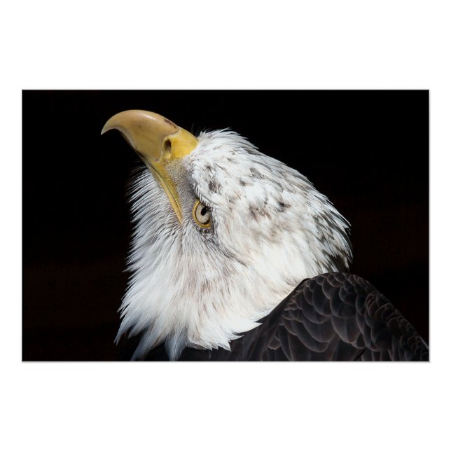 Bald Eagle Portriat Poster (Front)