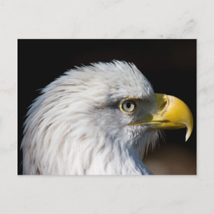 Bald Eagle Postcard