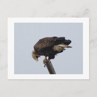 Bald Eagle Postcard