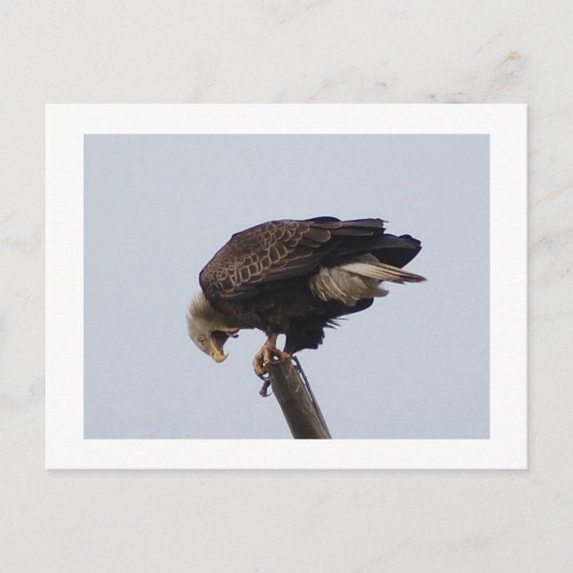 Bald Eagle Postcard (Front)