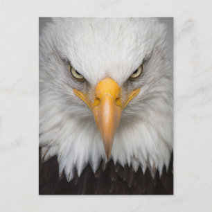 Bald Eagle Postcard