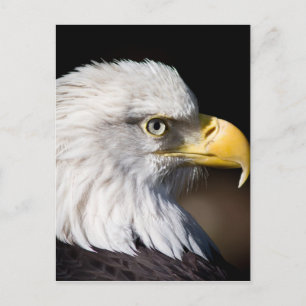 Bald Eagle Postcard