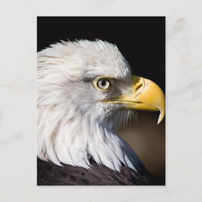 Bald Eagle Postcard (Front)