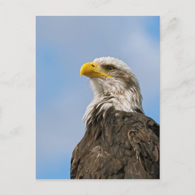 Bald Eagle Postcard (Front)