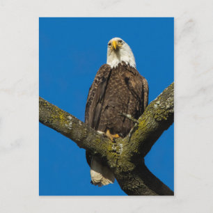 Bald Eagle Postcard