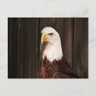 Bald Eagle Postcard