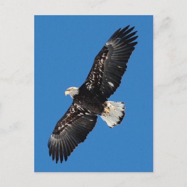 Bald Eagle Postcard (Front)