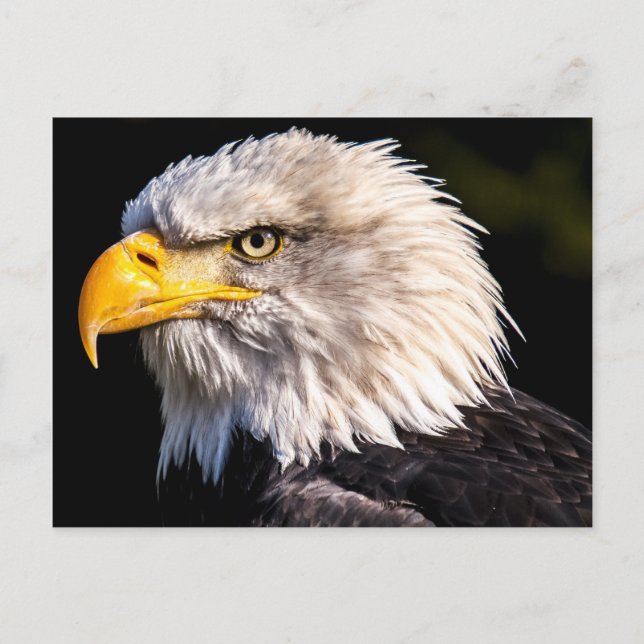 Bald Eagle Postcard (Front)