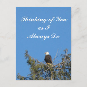 Bald Eagle Postcard