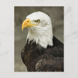 Bald eagle postcard