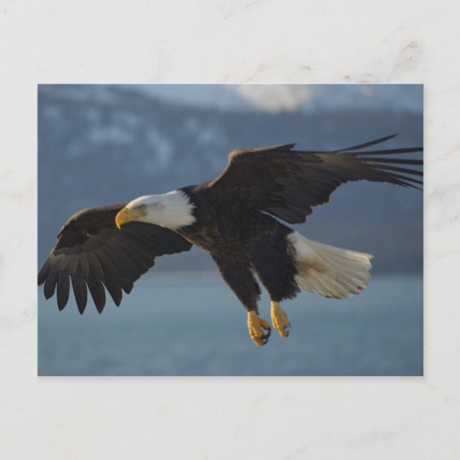 Bald Eagle Postcard (Front)