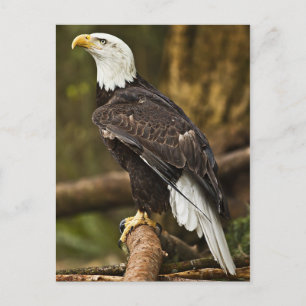 Bald Eagle Postcard