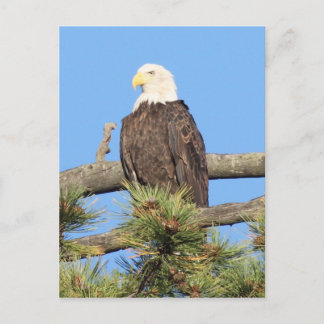 Bald Eagle Postcard