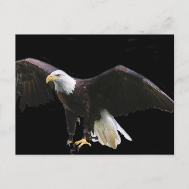 Bald Eagle Postcard (Front)