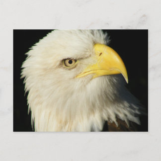 Bald Eagle Postcard