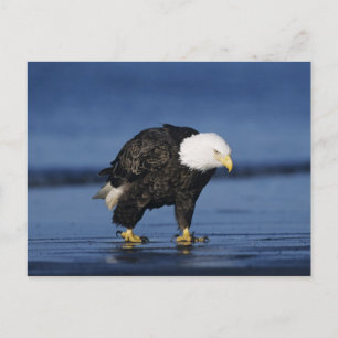 Bald Eagle Postcard